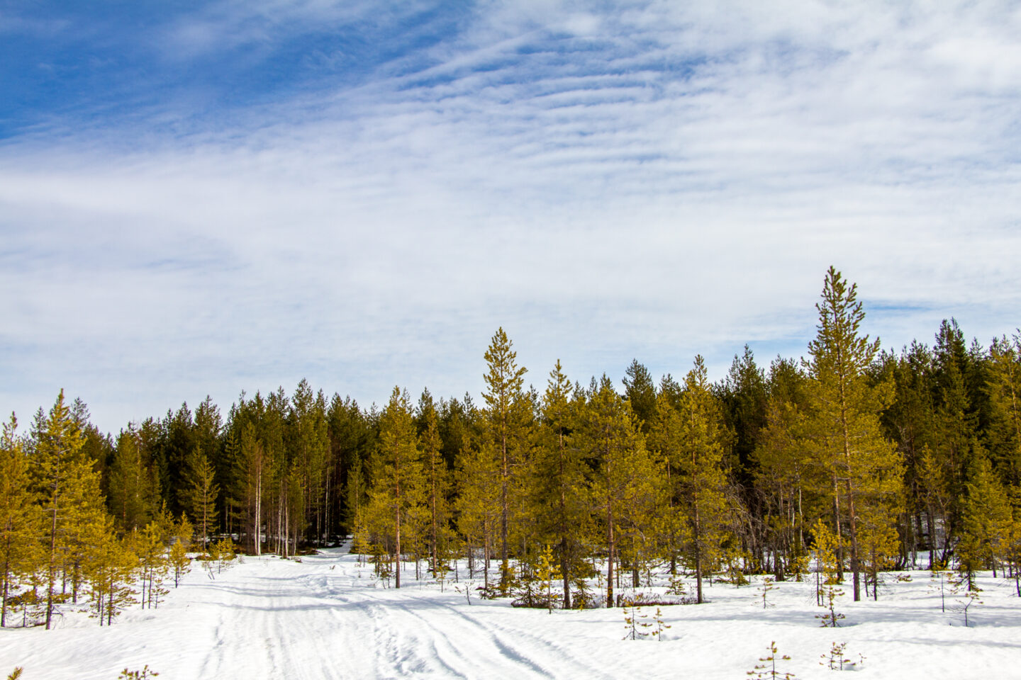Snowy ground with forest in background
