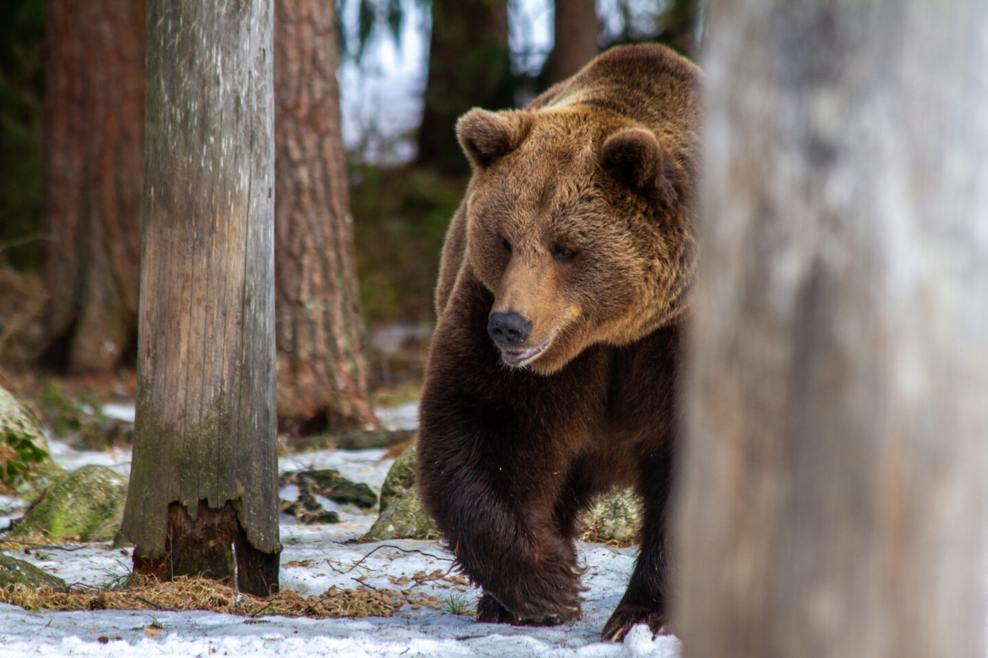 Photo of bear travel photography experience