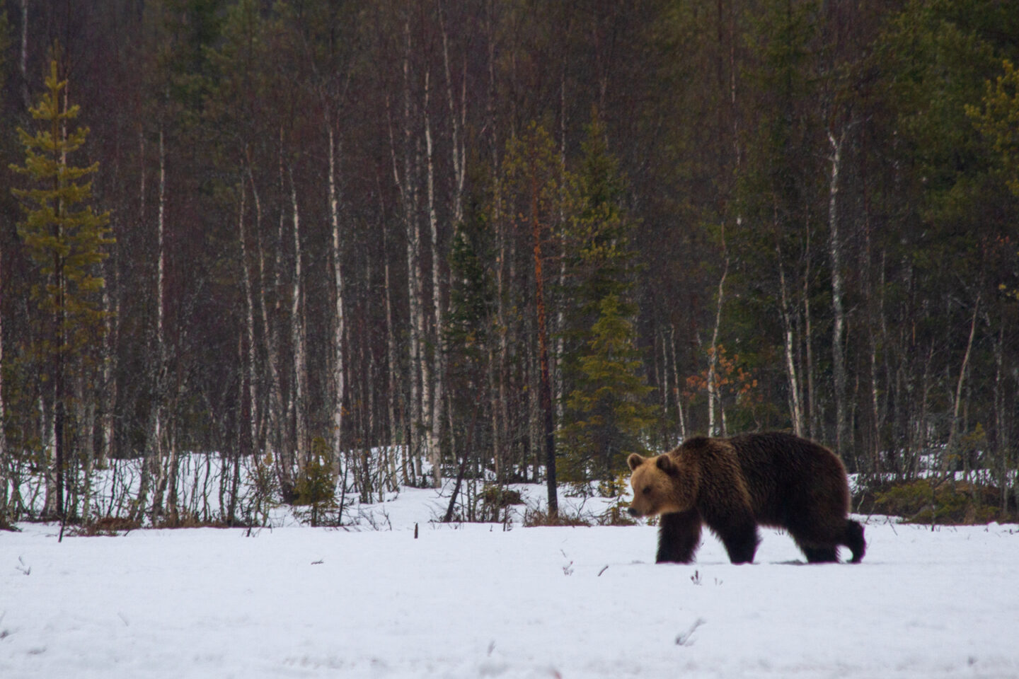 Photo of bear in snowy woodland travel photography experience