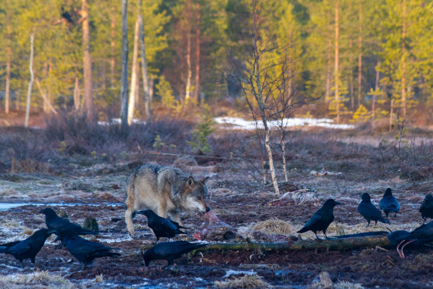 Photo of wolf travel photography experience